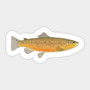 Brown Trout Sticker